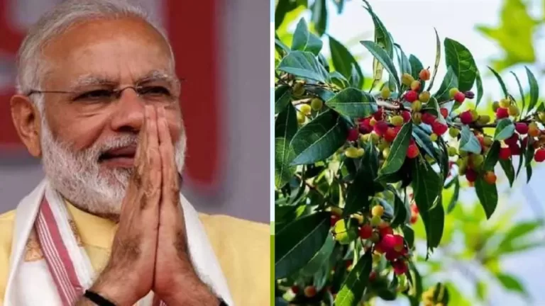 Kafal Fruit : प्रधानमंत्री नरेंद्र मोदी को भाए उत्तराखंड के काफल