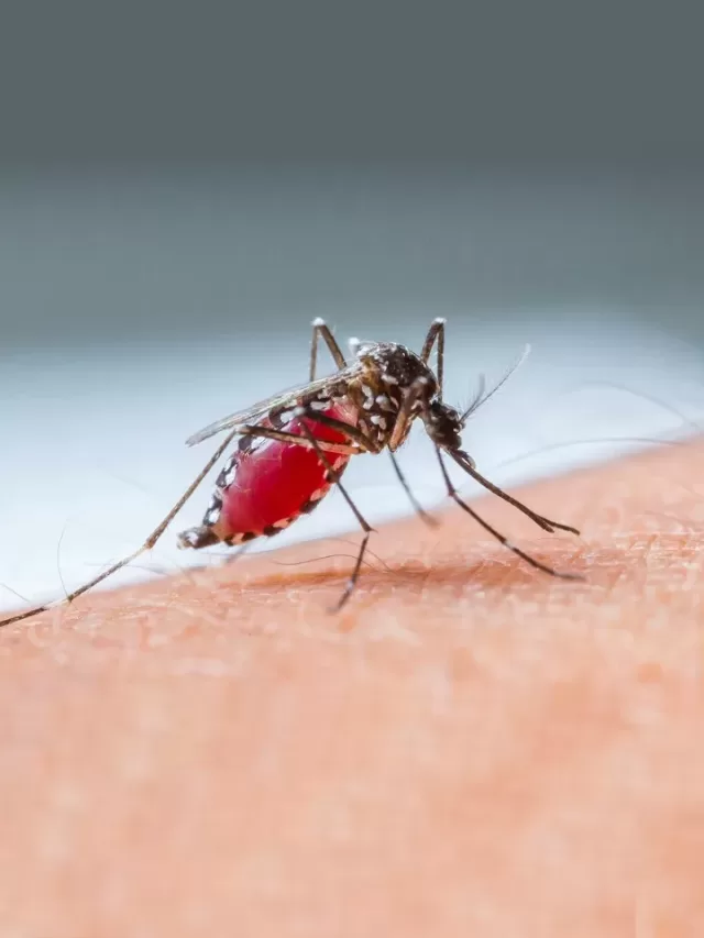 Tips to Stay Safe from Dengue Fever