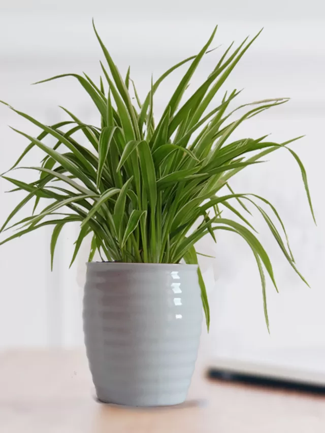 Best Indoor Plants for Your Health