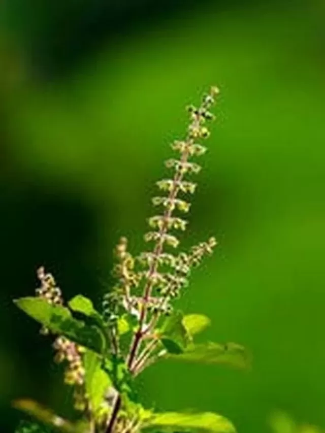 9 Unique health benefits of Tulsi