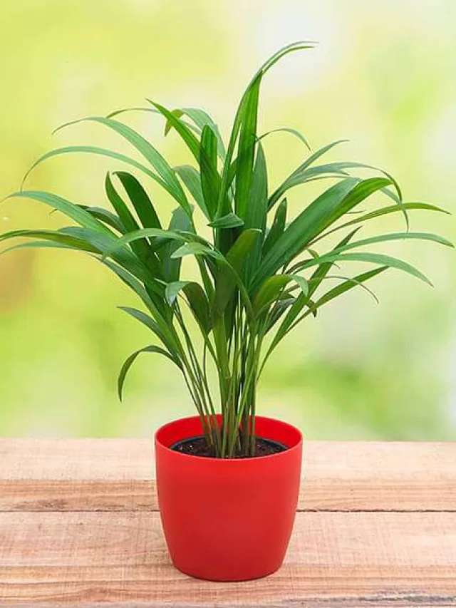8 Highest Oxygen Producing Indoor Plants