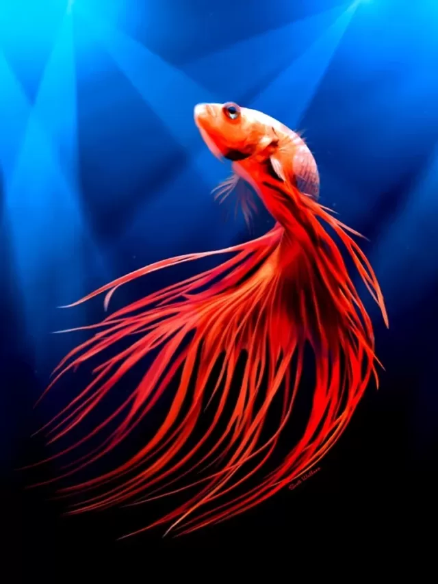 Most Beautiful Fish in the World