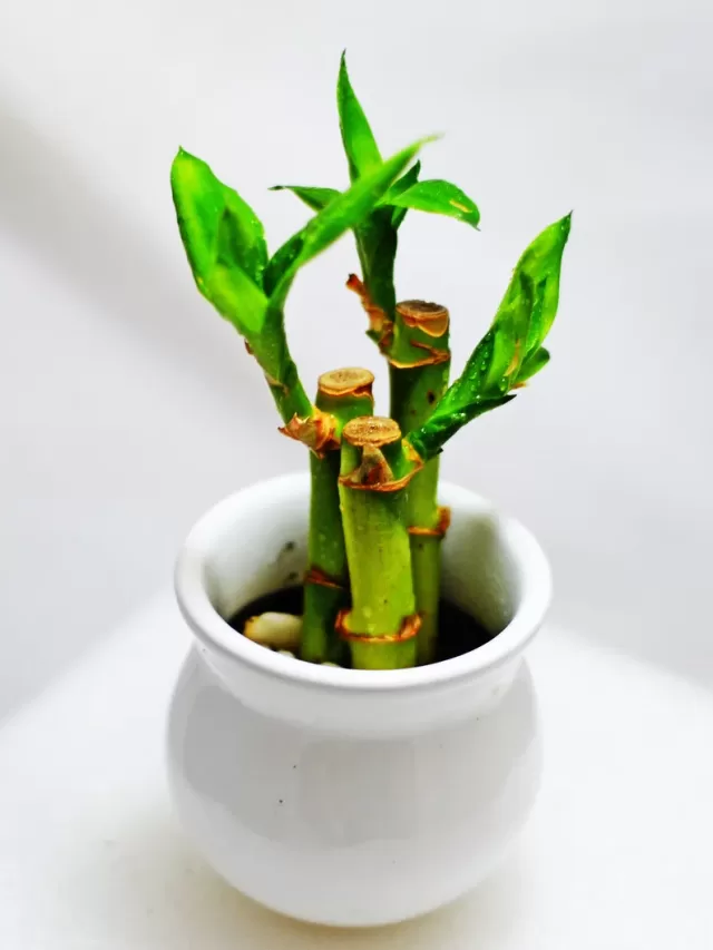 10 plants to attract wealth into your home