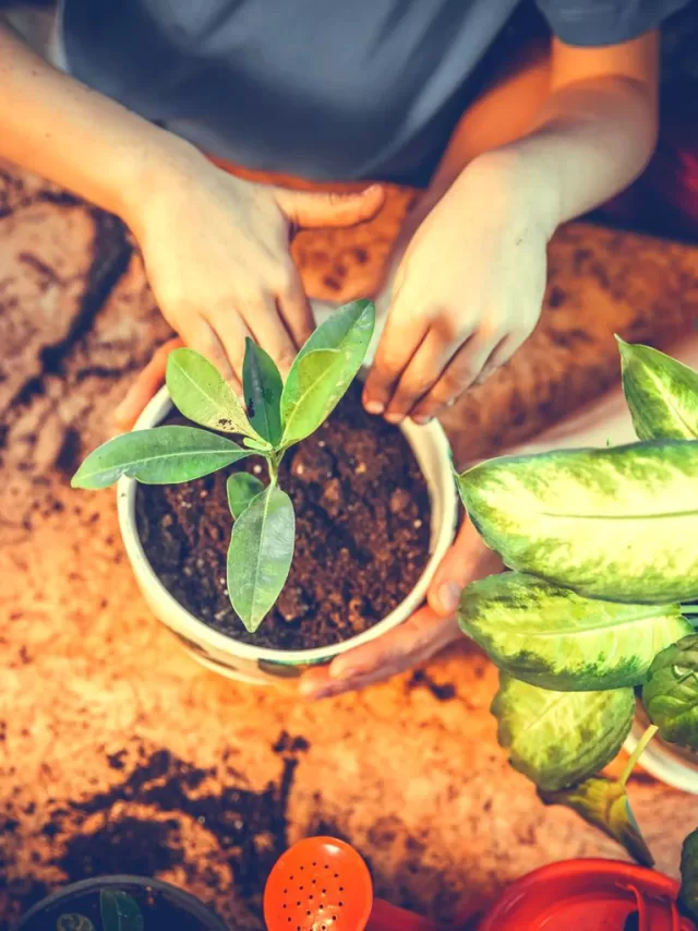 9 Effective Tips to protect your Plants in summer