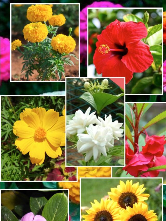 Top 8 Rainy Season Flowers in India